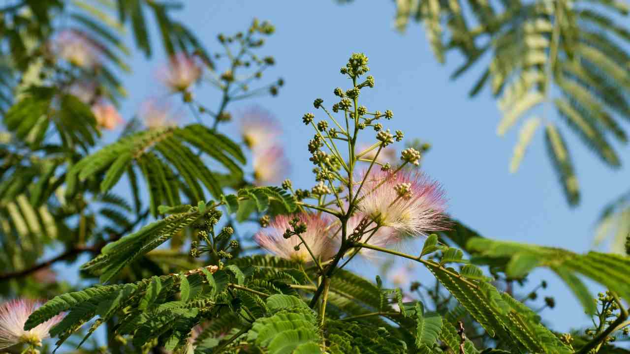 albizia albero