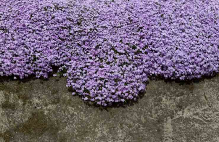 pianta che forma tappeti viola