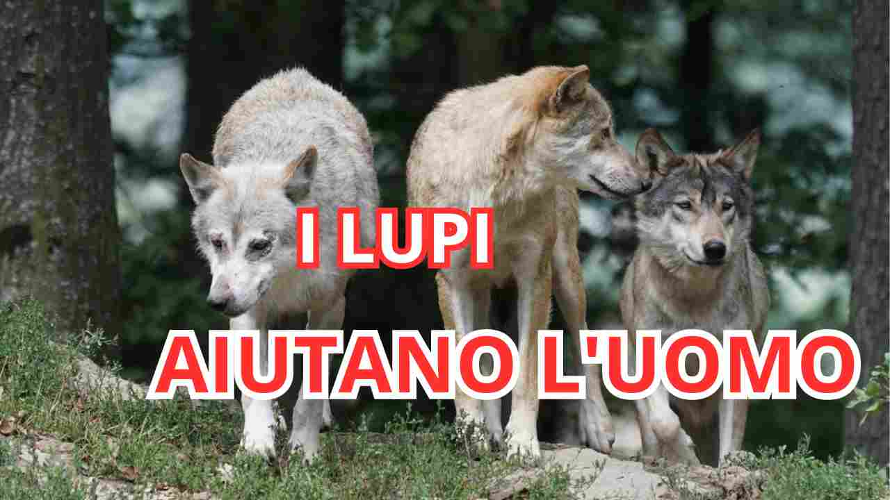 Grazie ai lupi potremo contrastare meglio i batteri