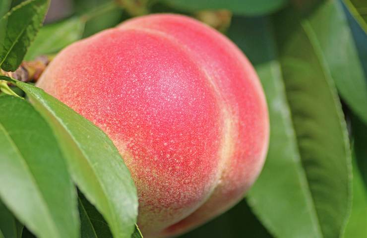 Quali sono le pesche più buone?