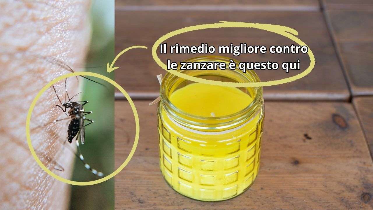 Suinga Gel Antizanzare Alla Citronella 125g: Efficace Contro Zanzare E Zanzara Tigre, Profumo Fresco E Duraturo, Prodotto In Spagna