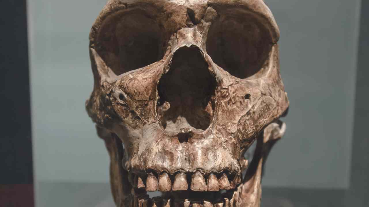Qual è la malattia dei nostri antenati Neanderthal arrivata fino ad oggi