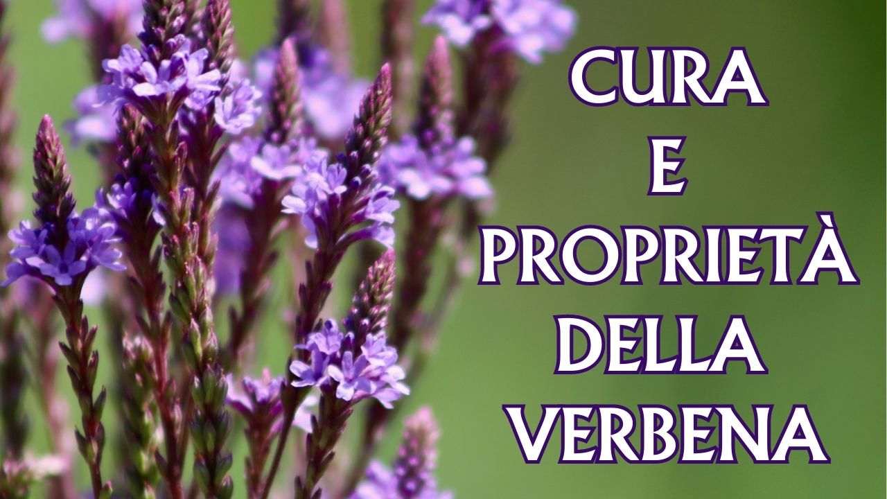 verbena proprietà