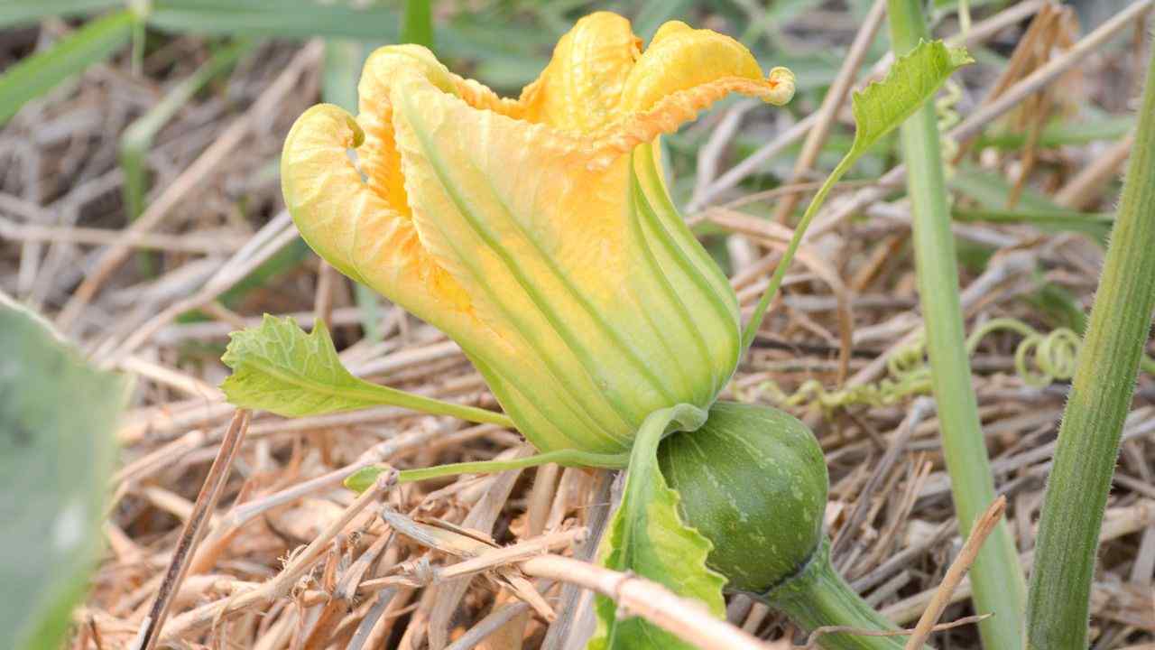 Orecchini Ovali A Fiore Di Zucca Western – Turchese E Metallo, Lunghezza 3,8 Cm, Rame Placcato, Senza Piombo E Nichel