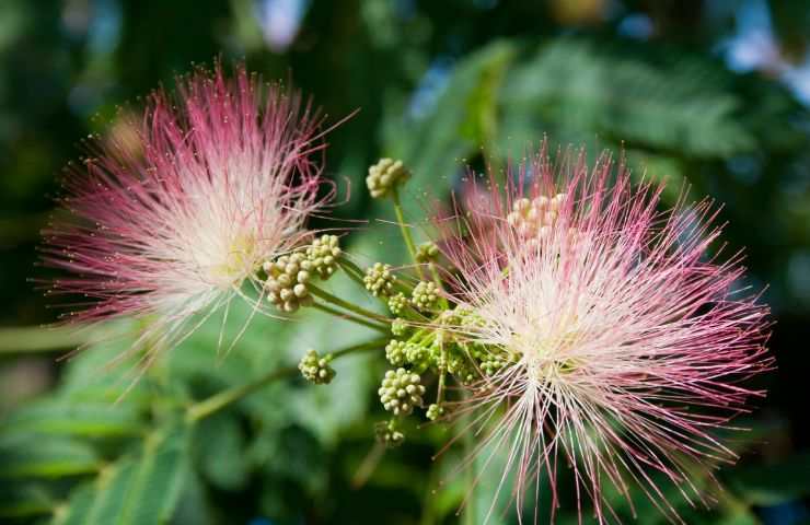 Fiori di Albizia