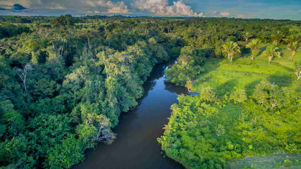 Bambini sopravvivono nella giungla dell'Amazzonia dopo 40 giorni