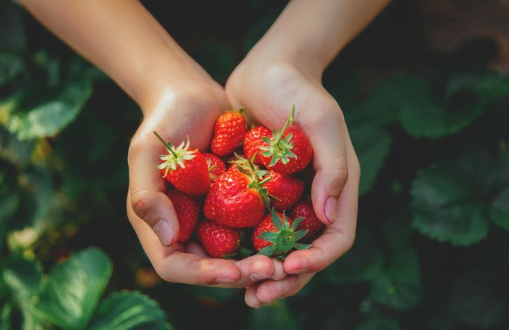 Se sei allergico non andare alla Sagra della Fragola di Nemi