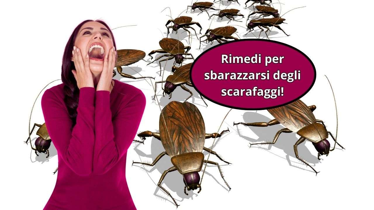 eliminare scarafaggi casa