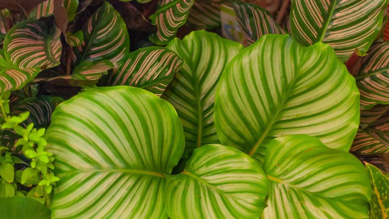 Calathea pianta depura aria