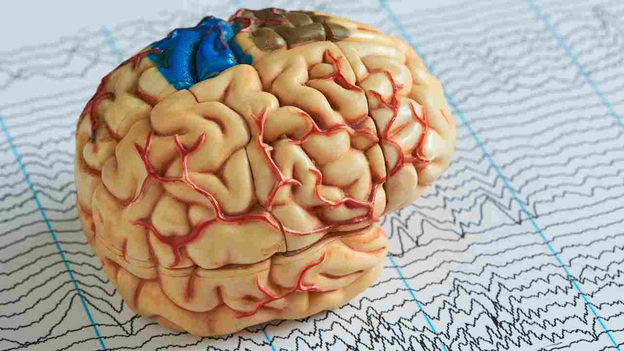 Ricreati dei mini cervelli con cellule staminali