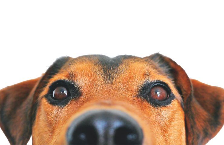 Cosa vede un cane che guarda la tv