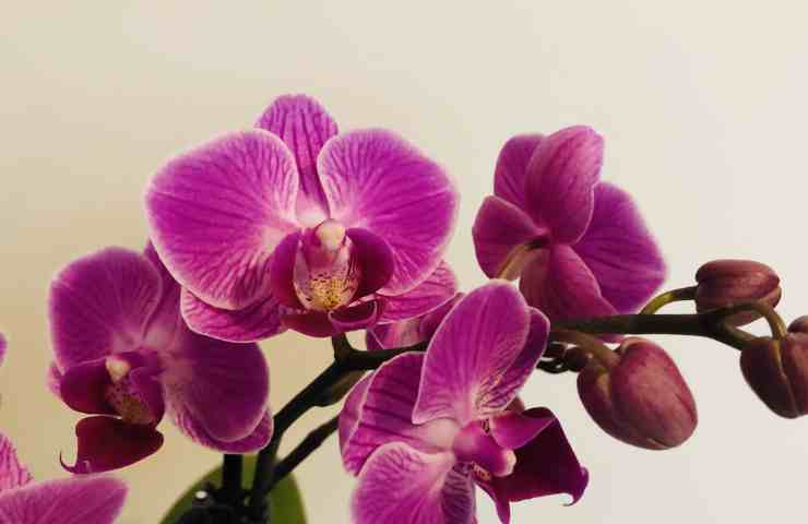 Orchidee come innaffiarle