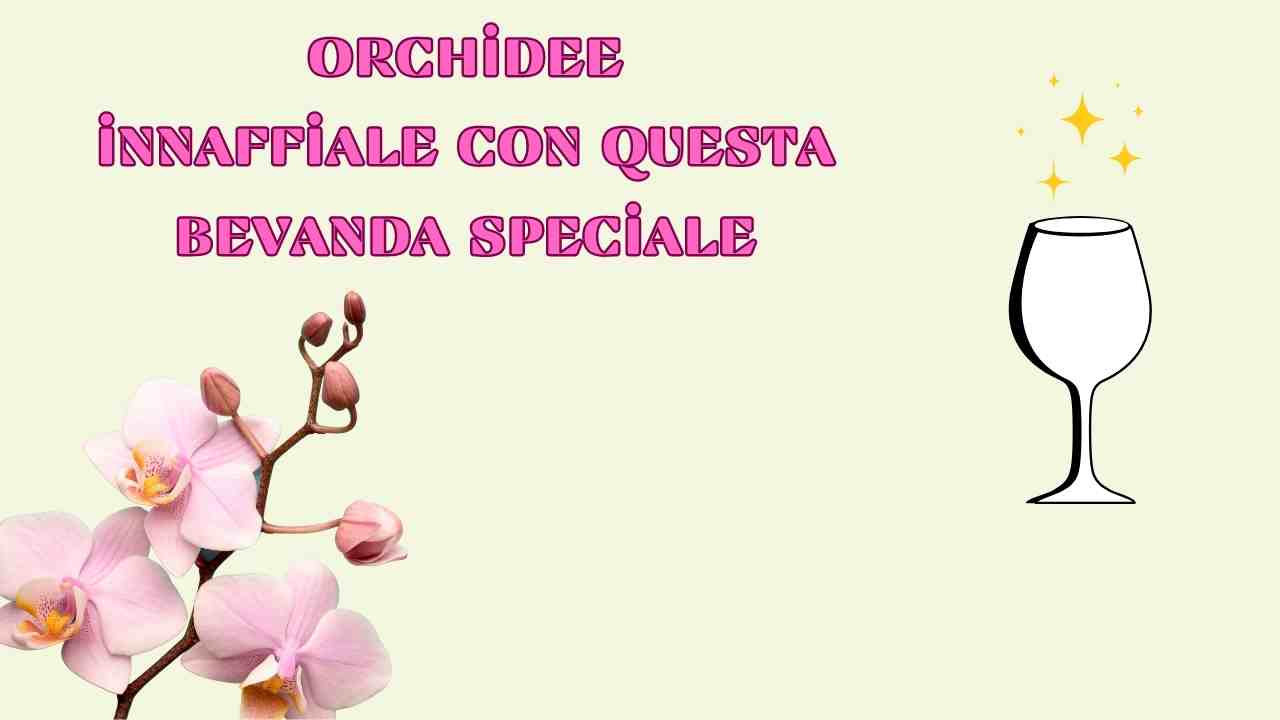 Orchidee irrigazione