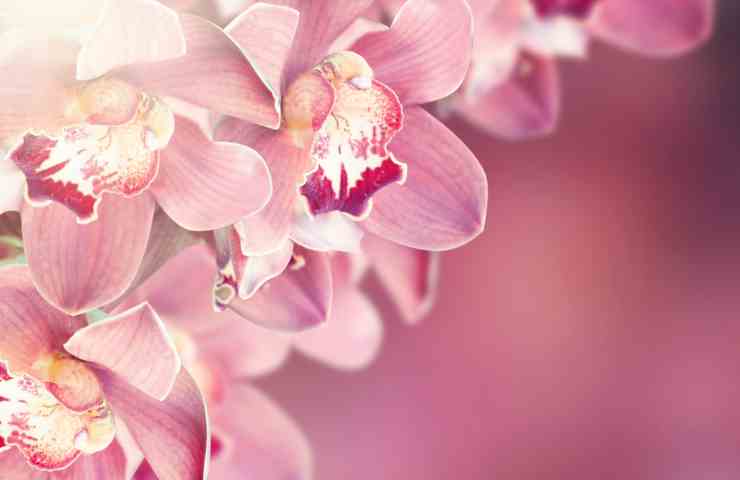 Orchidee come innaffiarle