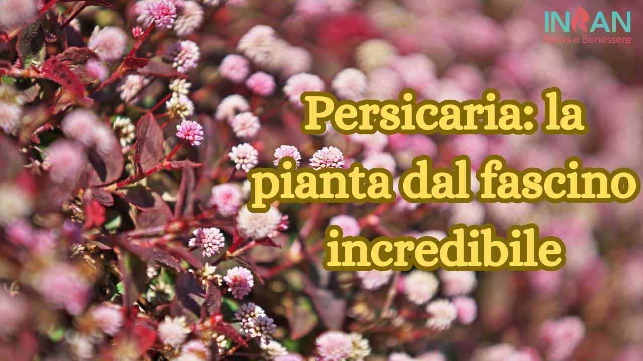 persicaria pianta coltivazione