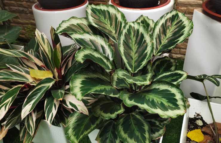 coltivazione Calathea pianta