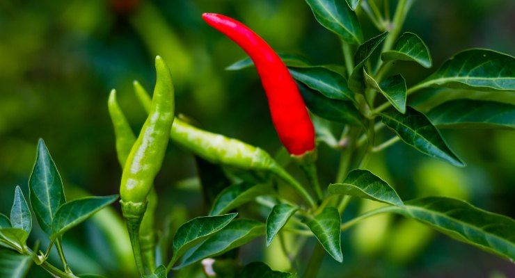 Modo per coltivare peperoncino