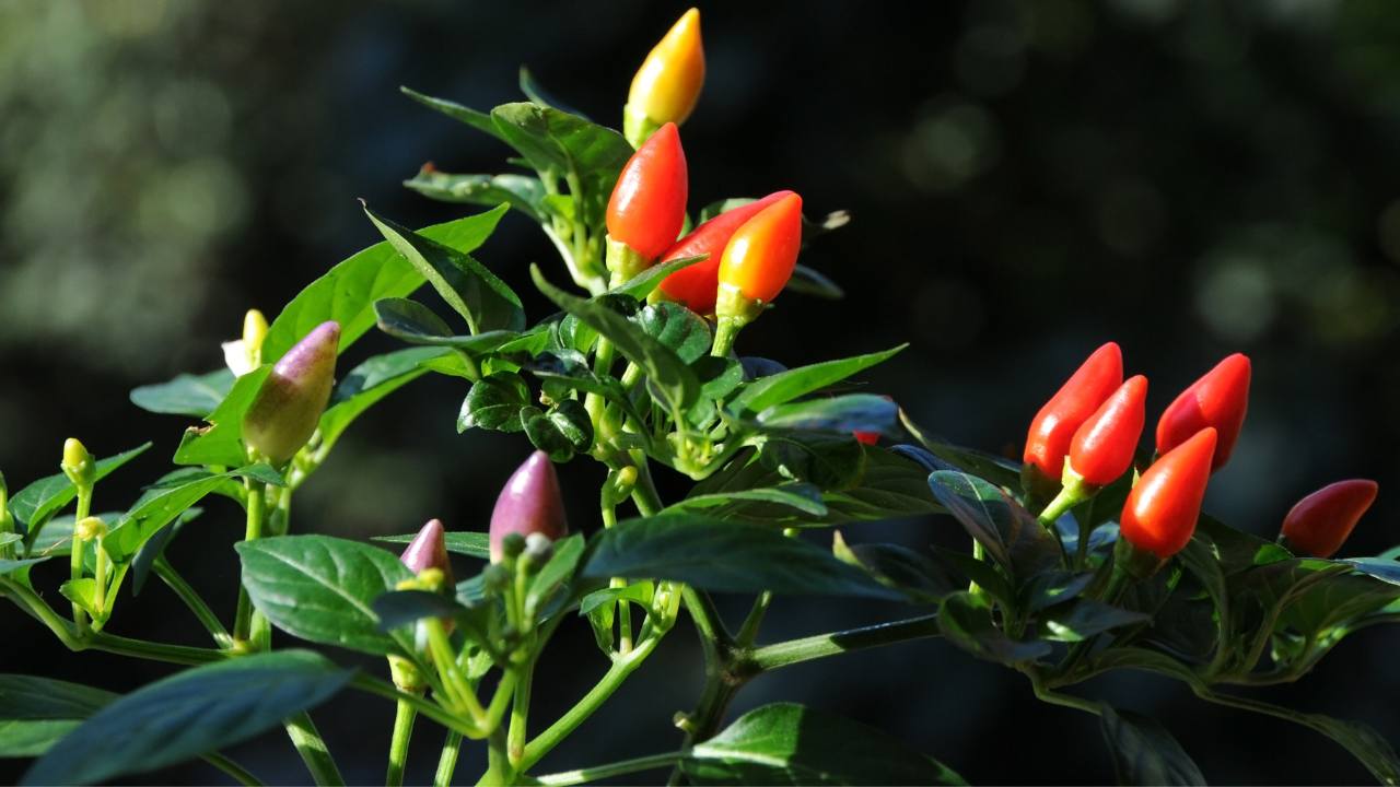 Peperoncino come coltivarlo impeccabile