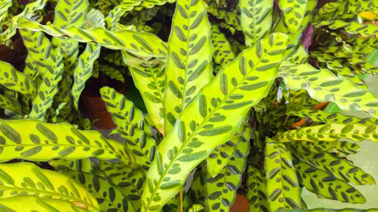 Calathea pianta appartamento