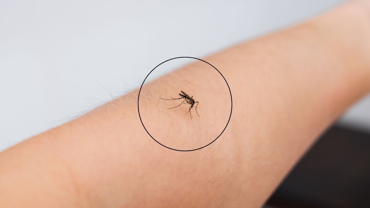 zanzare scelgono persona specifica