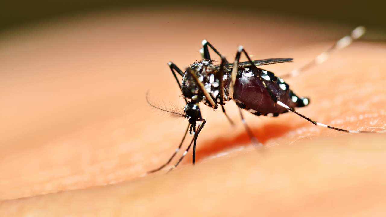 Come fare per dire addio alle zanzare