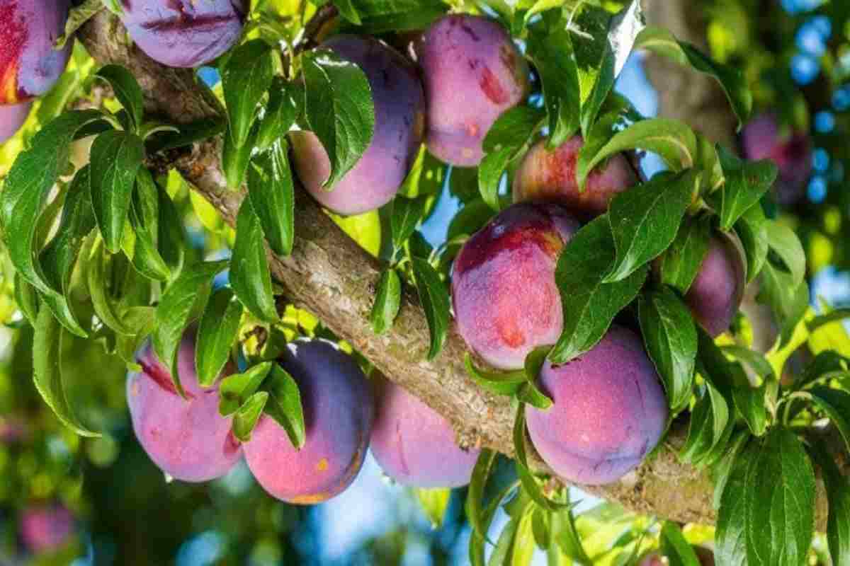 prugne sull'albero