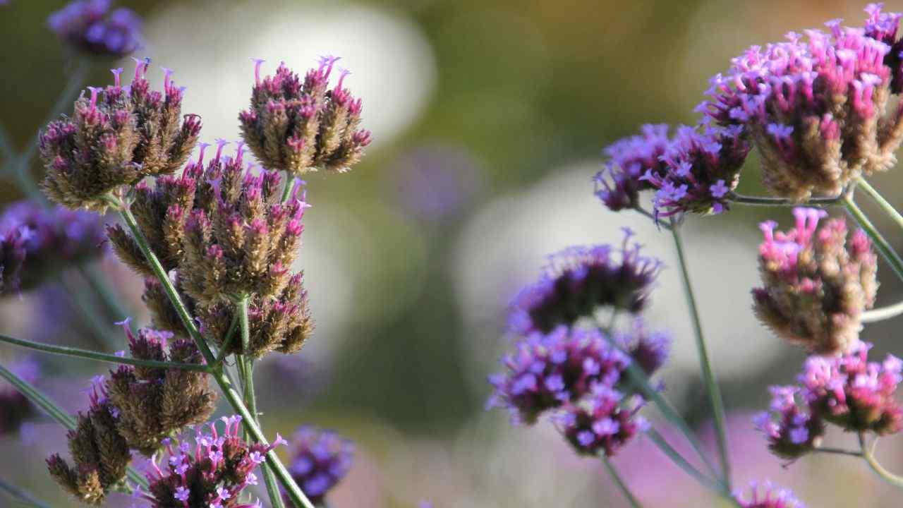 benefici verbena