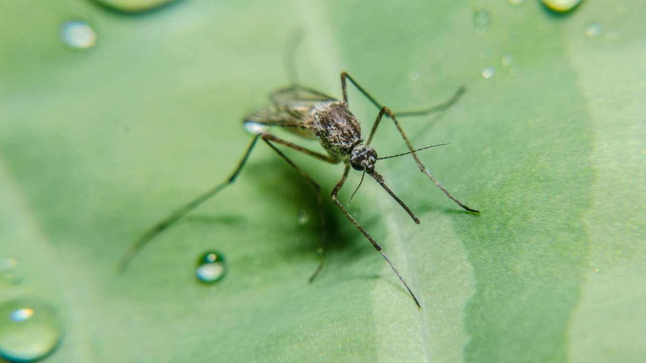 Il trucco contro le zanzare facile ed economico