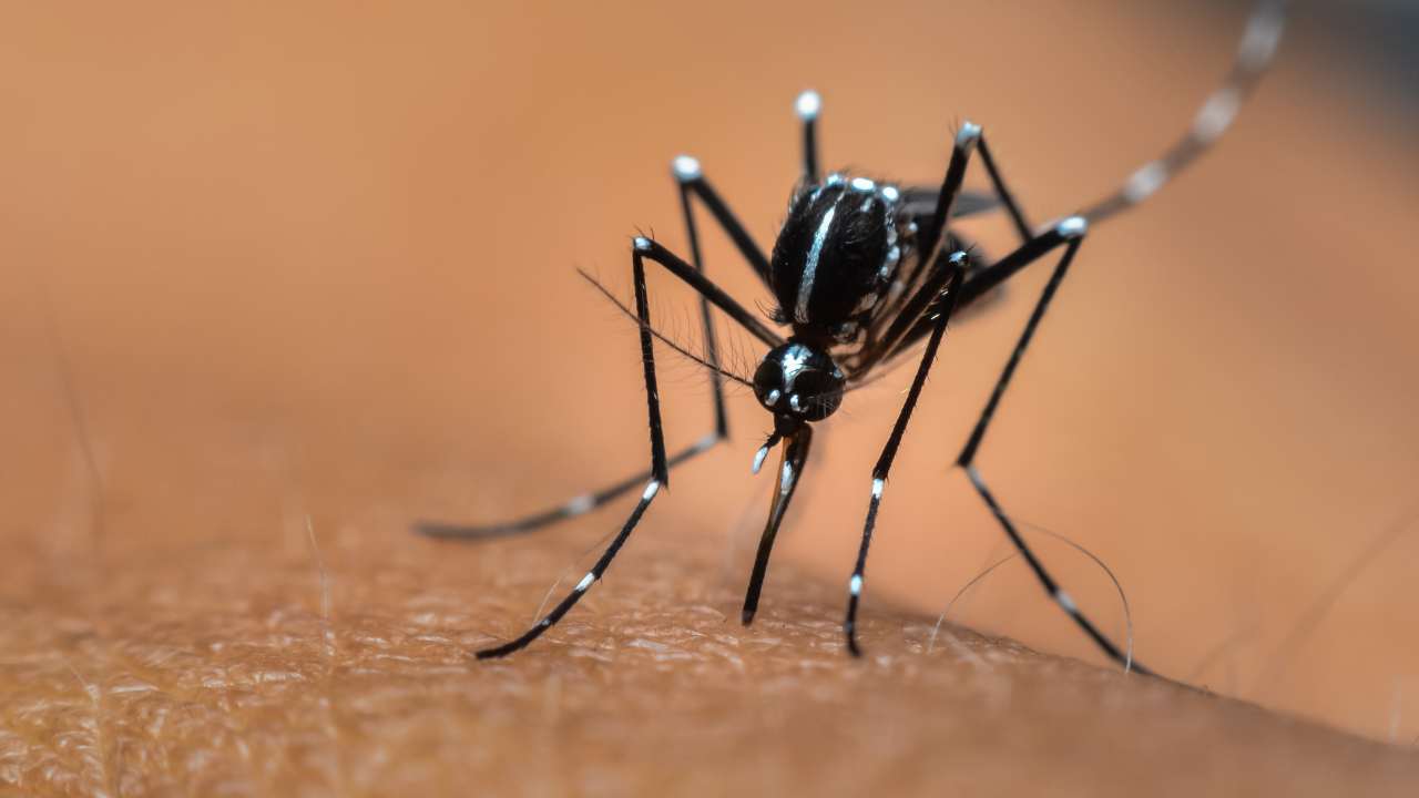 Il trucco contro le zanzare facile ed economico