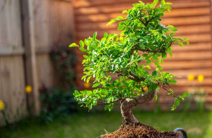 bonsai da esterno