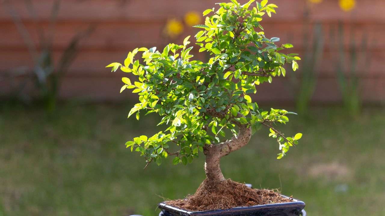 olmo bonsai