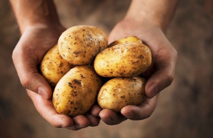 germogli patate solanina sostanza pericolosa