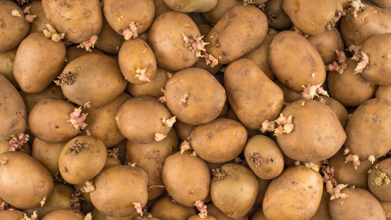 Patata germinada: contiene una sustancia peligrosa