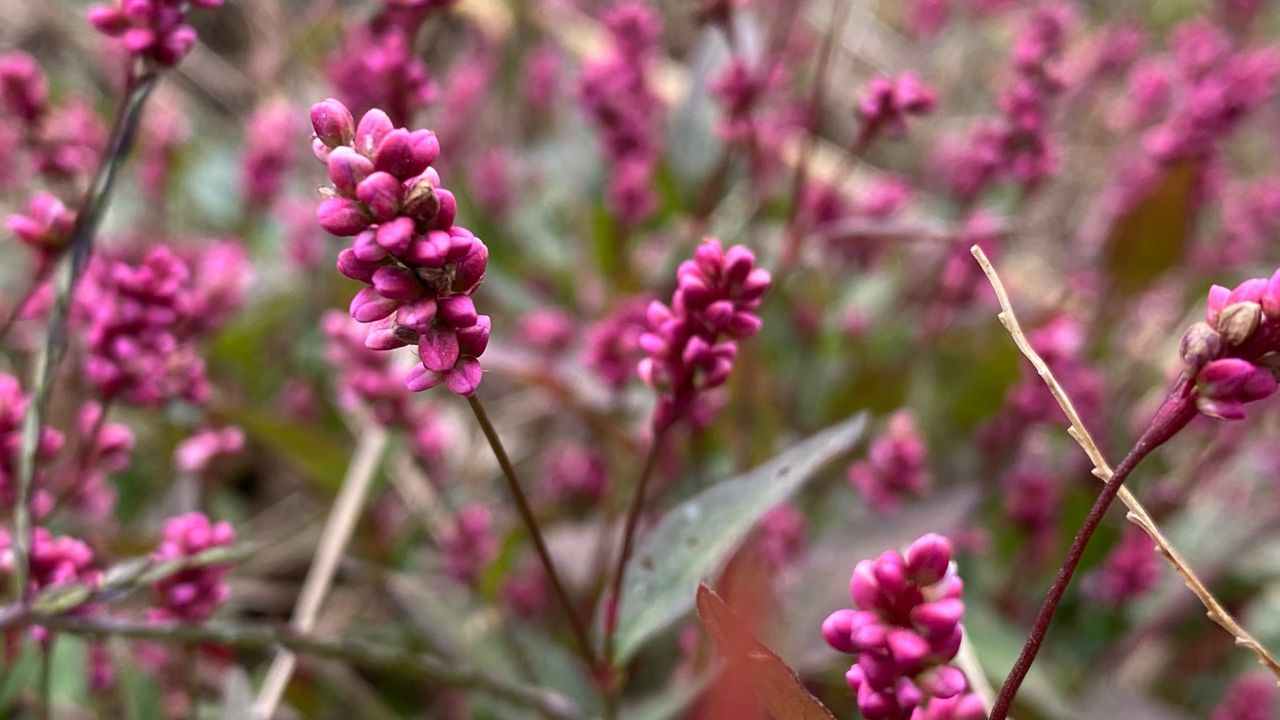 persicaria come curarla