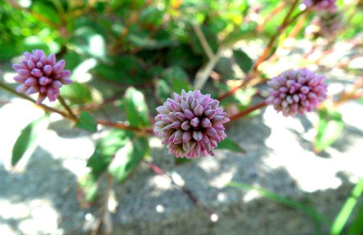 persicaria 