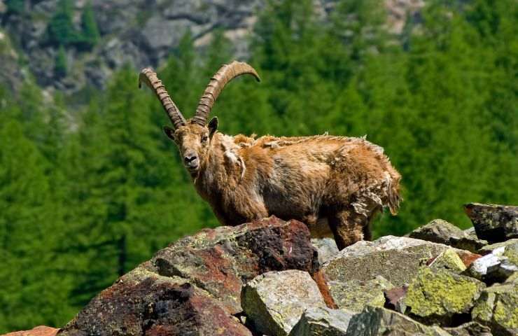 vegetazione gran paradiso