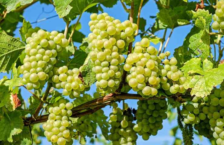 dieta dell'uva consigli