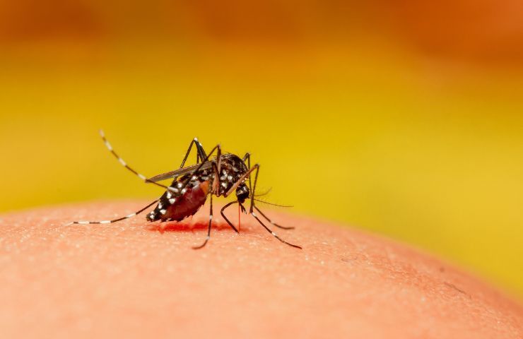 zanzara virus