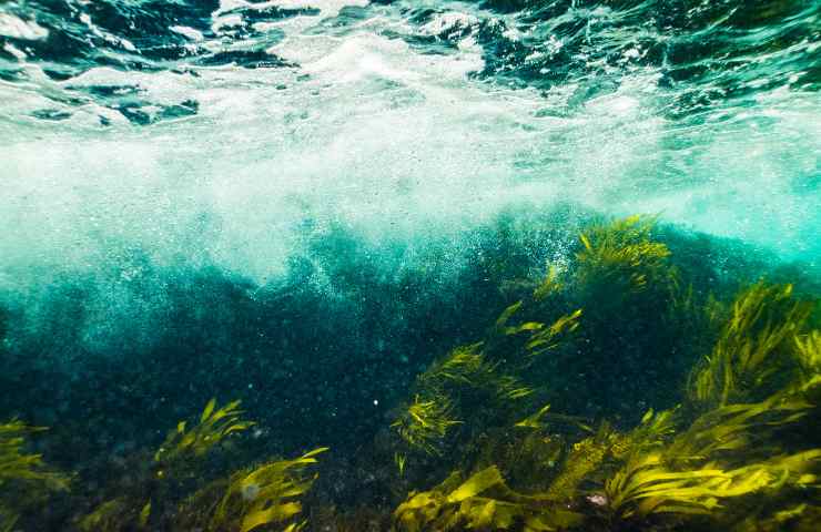 Perché e come nasce l'odore del mare