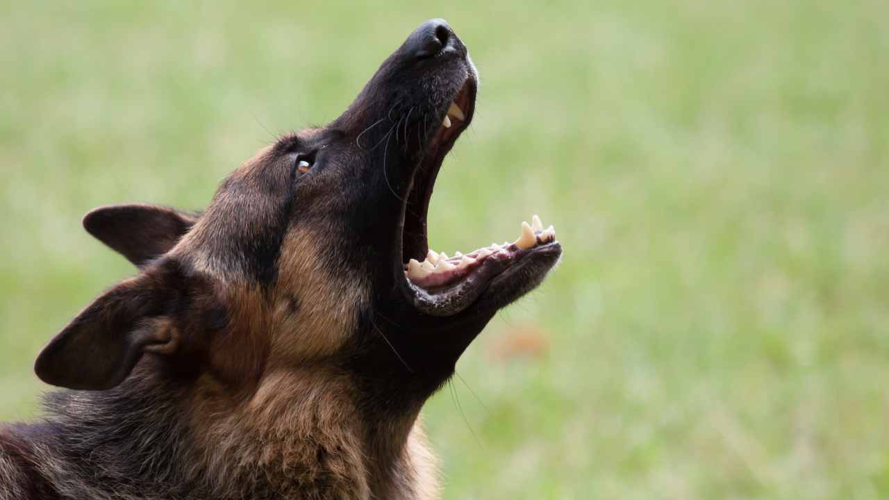 Cane abbaia nella casa nuova perché avverte un pericolo