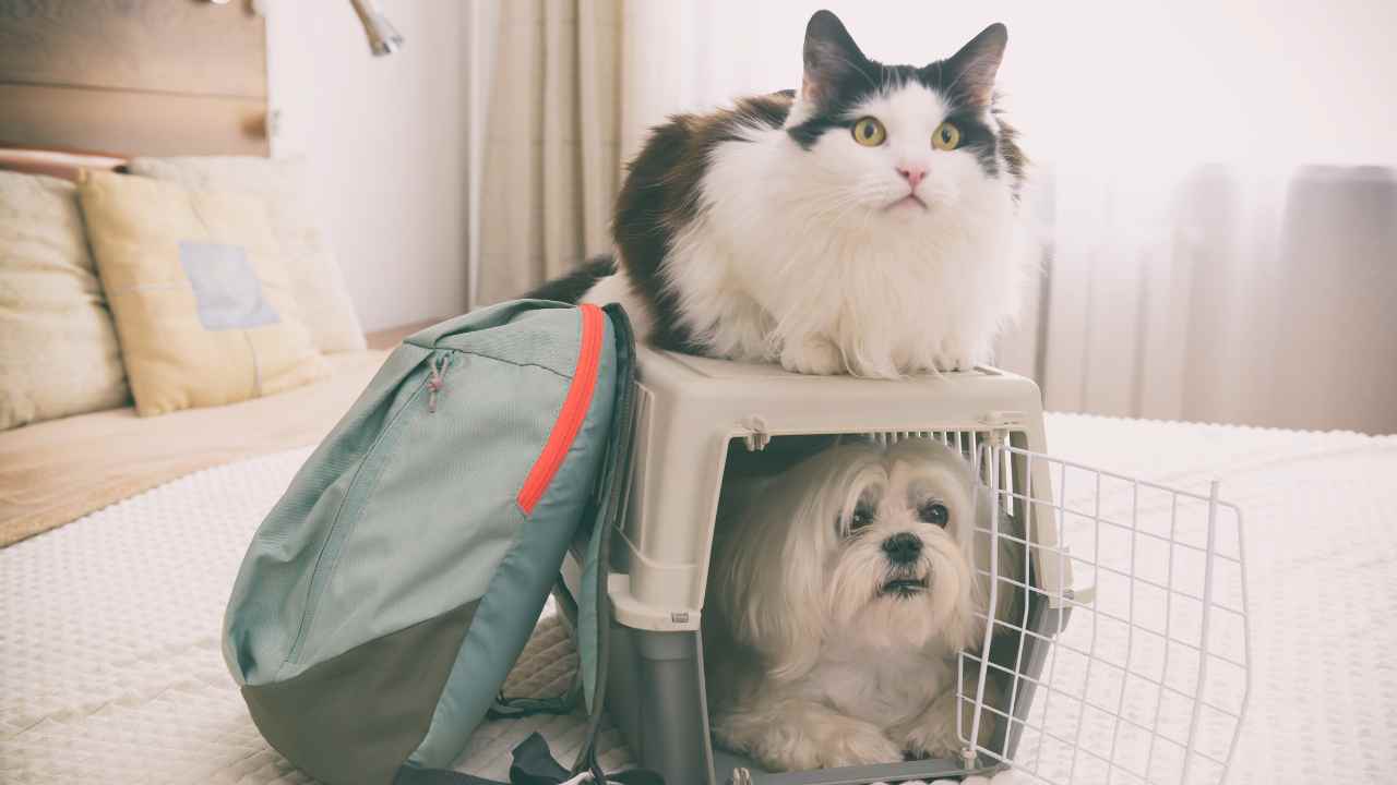 Andare in vacanza con cane o gatto fa bene