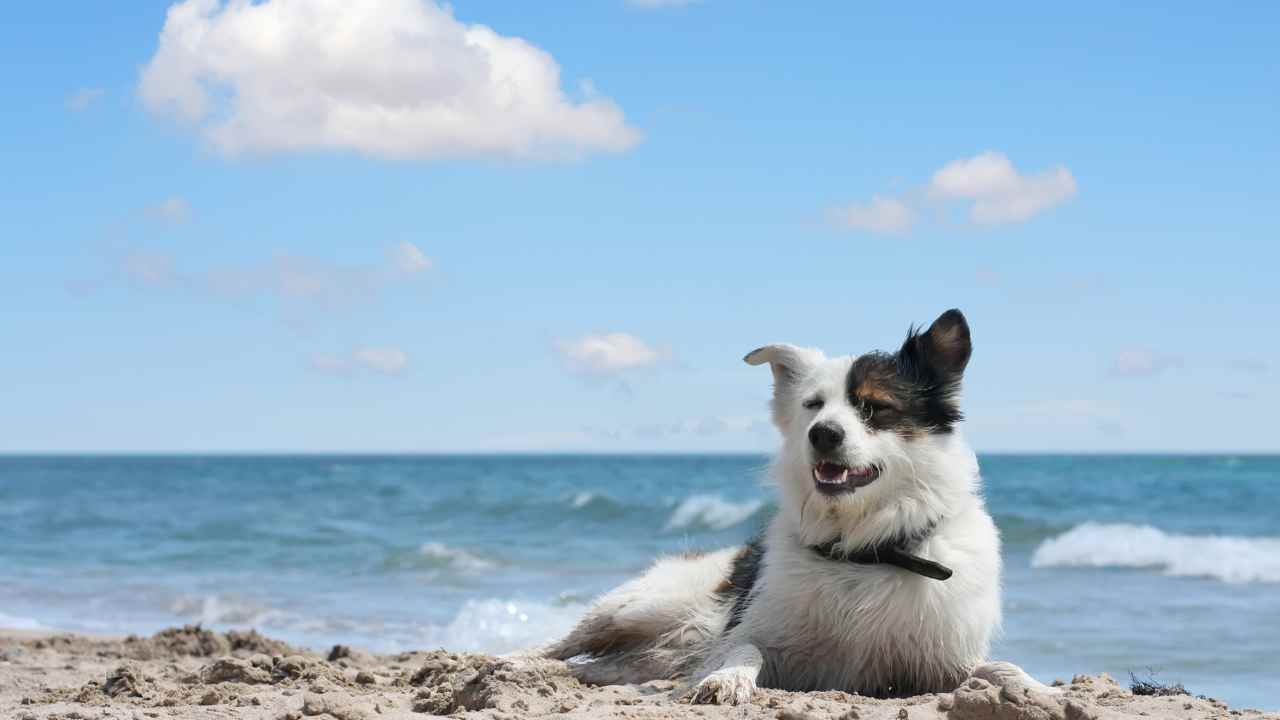 Andare in vacanza con cane o gatto fa bene