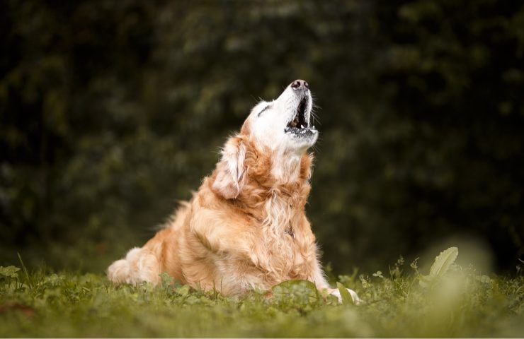 Cane abbaia nella casa nuova perché avverte un pericolo