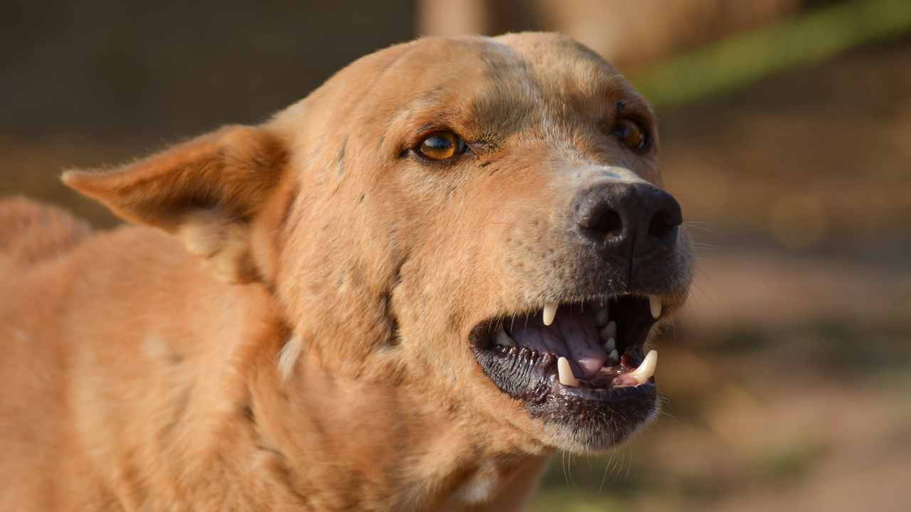 Cane abbaia nella casa nuova perché avverte un pericolo