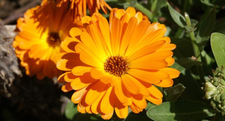 Calendula crema benefici