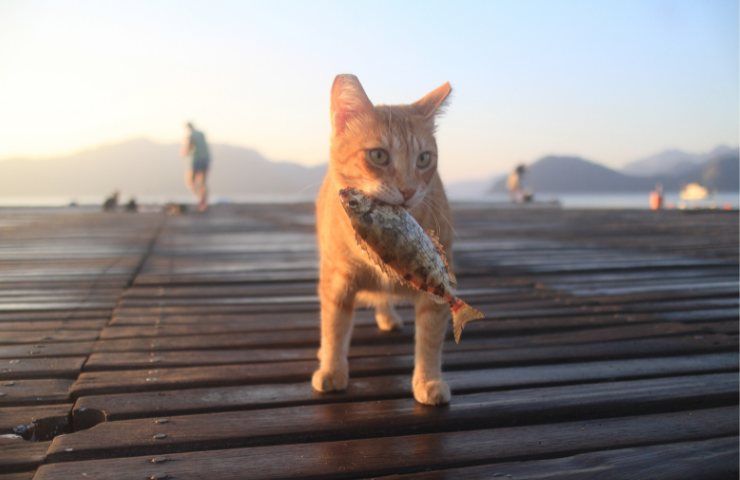 Andare in vacanza con cane o gatto fa bene