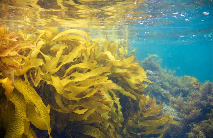 Perché e come nasce l'odore del mare