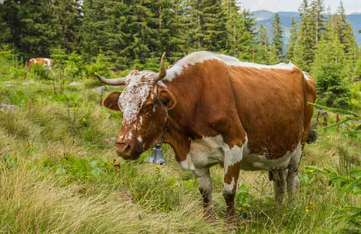 Carne e latte grass-fed li vorrebbero tanti giovani