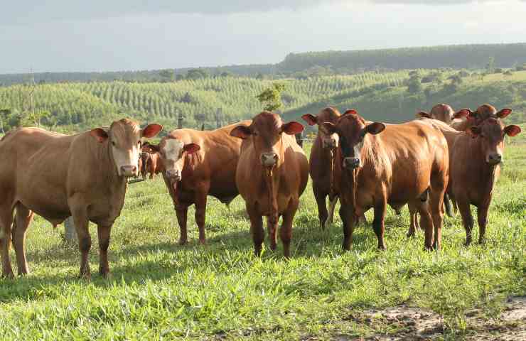 Carne e latte grass-fed li vorrebbero tanti giovani