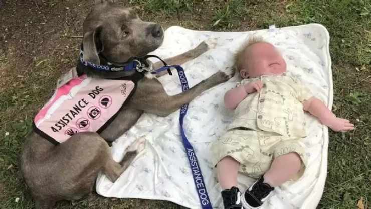 Cane in sala operatoria aiuta la padrona a partorire